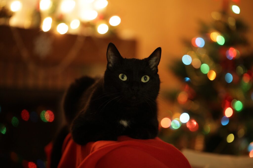 christmas-cat-3805080_1280